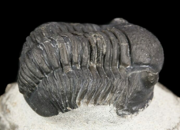 Gerastos Trilobite Fossil - Morocco #52120